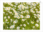 Daisy flowers by Assaf Frank